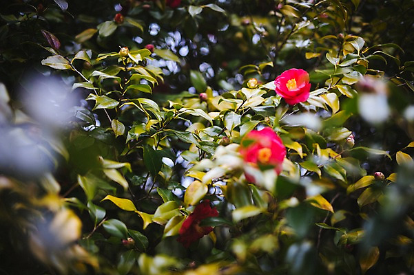 포토 JPG 주간 꽃 사람없음 야외 제주도 봄 동백 동백나무 국내포토 자연요소 나무 식물 계절 한국 파일형식