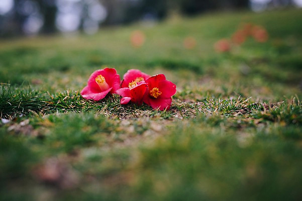 포토 JPG 주간 꽃 잔디 사람없음 야외 제주도 봄 동백 국내포토 자연요소 식물 계절 한국 파일형식