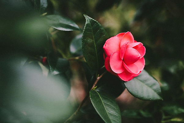 포토 JPG 주간 꽃 근접촬영 사람없음 야외 제주도 봄 동백 동백나무 국내포토 자연요소 나무 식물 계절 뷰포인트 한국 파일형식