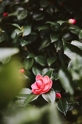 포토 JPG 주간 꽃 사람없음 야외 제주도 봄 동백 동백나무 국내포토 자연요소 나무 식물 계절 한국 파일형식