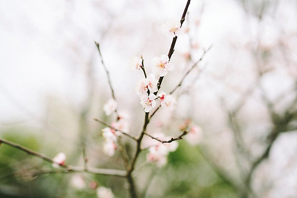 포토 JPG 주간 꽃 사람없음 야외 제주도 봄 벚꽃 벚나무 국내포토 자연요소 나무 식물 계절 한국 파일형식