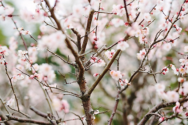 포토 JPG 주간 꽃 사람없음 야외 제주도 봄 벚꽃 벚나무 국내포토 자연요소 나무 식물 계절 한국 파일형식