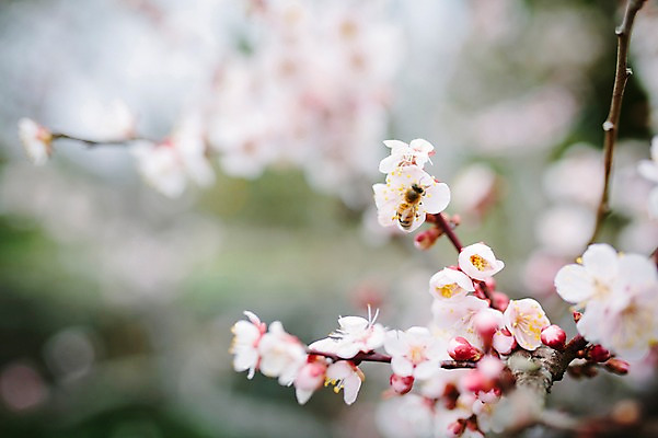 포토 JPG 주간 꽃 사람없음 야외 제주도 봄 벚꽃 벚나무 꿀벌 국내포토 자연요소 나무 식물 계절 한국 벌_곤충 파일형식