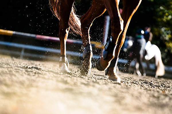 포토 JPG 주간 사람없음 야외 아웃포커스 달리기 말_동물 승마 말발굽 국내포토 자연요소 스포츠 포유류 모션 촬영기법 파일형식