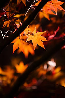 포토 JPG 주간 단풍 나뭇잎 사람없음 야외 아웃포커스 가을풍경 가을 나뭇가지 국내포토 자연요소 나무 계절 잎 촬영기법 풍경 파일형식 가을_계절