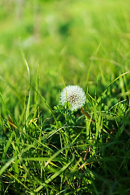 포토 JPG 주간 잔디 사람없음 야외 아웃포커스 풀 민들레홀씨 국내포토 자연요소 식물 촬영기법 민들레 파일형식