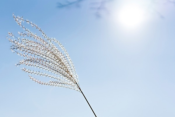 포토 JPG 주간 하늘 갈대 사람없음 야외 햇빛 가을풍경 가을 국내포토 자연요소 식물 계절 풍경 태양 파일형식 가을_계절