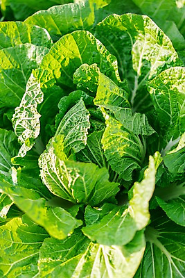 포토 JPG 주간 밭 채소 사람없음 야외 농작물 농사 배추 배추밭 일본음식 국내포토 자연요소 음식 농업 파일형식