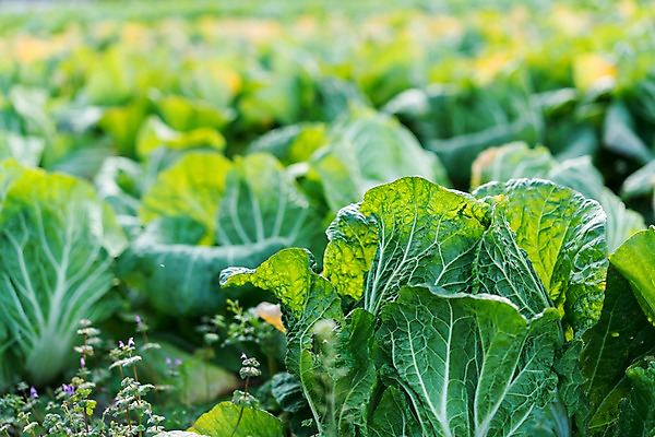 포토 JPG 주간 밭 채소 사람없음 야외 아웃포커스 농작물 농사 배추 배추밭 국내포토 자연요소 농업 촬영기법 파일형식