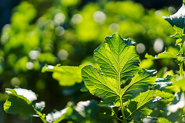 포토 JPG 주간 밭 채소 사람없음 야외 아웃포커스 농작물 농사 무청 국내포토 자연요소 농업 촬영기법 파일형식