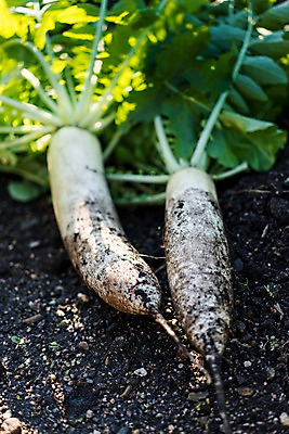 포토 JPG 주간 밭 채소 사람없음 야외 아웃포커스 농작물 농사 흙 무 국내포토 자연요소 농업 뿌리채소 촬영기법 파일형식