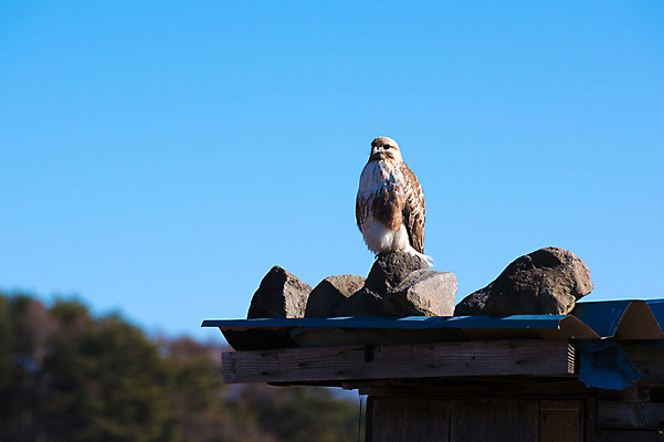 포토 JPG 주간 한마리 자연 하늘 사람없음 야외 돌_바위 독수리 맹금류 국내포토 자연요소 1 조류 생태계 파일형식