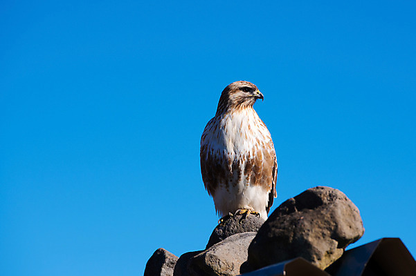 포토 JPG 주간 한마리 자연 하늘 사람없음 야외 돌_바위 독수리 맹금류 국내포토 자연요소 1 조류 생태계 파일형식