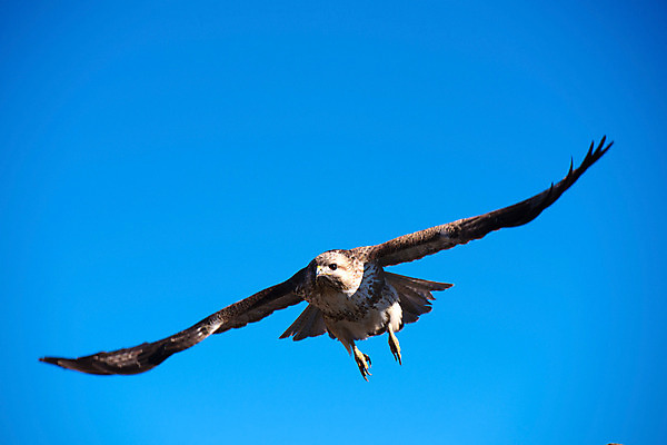 포토 JPG 주간 한마리 자연 하늘 사람없음 야외 비행 독수리 맹금류 국내포토 자연요소 1 조류 생태계 파일형식