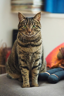 포토 JPG 한마리 실내 앉기 사람없음 아웃포커스 반려동물 고양이 동물라이프 반려 국내포토 동물 1 라이프스타일 포유류 모션 촬영기법 내부 파일형식