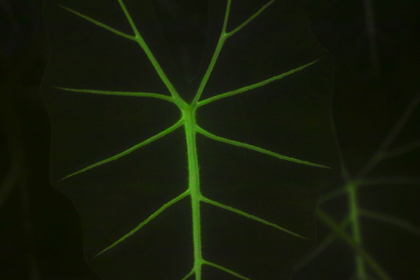 포토 JPG 식물 백그라운드 잎 자연 근접촬영 사람없음 초록색 잎맥 국내포토 뷰포인트 컬러 생태계 파일형식