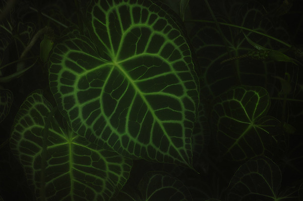 포토 JPG 식물 잎 자연 근접촬영 사람없음 초록색 잎맥 국내포토 뷰포인트 컬러 생태계 파일형식