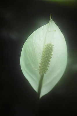 포토 JPG 식물 잎 자연 근접촬영 사람없음 아웃포커스 스파트필름 국내포토 꽃 뷰포인트 촬영기법 생태계 파일형식