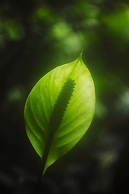 포토 JPG 식물 꽃 잎 자연 근접촬영 사람없음 아웃포커스 스파트필름 국내포토 뷰포인트 촬영기법 생태계 파일형식