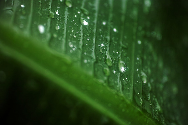 포토 JPG 식물 백그라운드 자연 나뭇잎 근접촬영 사람없음 아웃포커스 초록색 물방울 잎맥 국내포토 뷰포인트 컬러 잎 촬영기법 생태계 파일형식