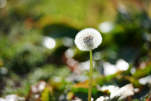 포토 JPG 주간 꽃 자연 사람없음 야외 아웃포커스 민들레홀씨 국내포토 자연요소 식물 촬영기법 민들레 생태계 파일형식