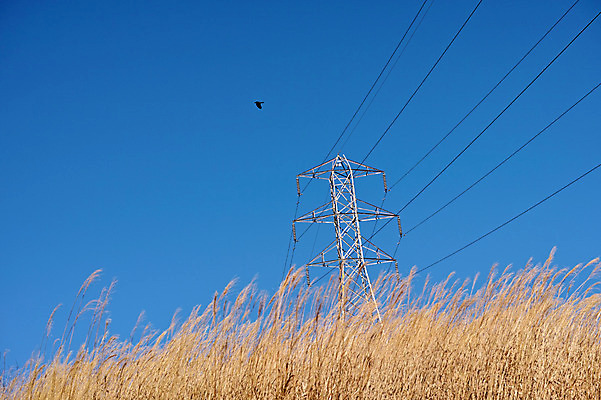 포토 JPG 주간 조류 하늘 갈대 사람없음 야외 전선 전봇대 철탑 국내포토 자연요소 식물 동물 공공시설 탑 파일형식