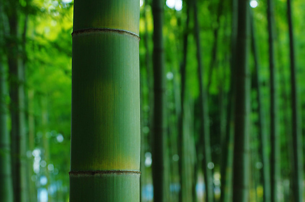 포토 JPG 주간 나무 해외풍경 백그라운드 자연 근접촬영 사람없음 야외 아웃포커스 초록색 일본 대나무 대나무숲 국내포토 자연요소 식물 해외 아시아 뷰포인트 컬러 촬영기법 풍경 숲 생태계 파일형식
