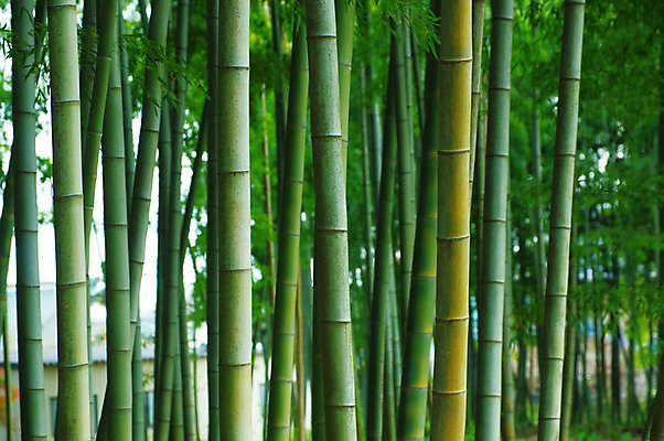 포토 JPG 주간 나무 해외풍경 백그라운드 자연 사람없음 야외 초록색 일본 대나무 대나무숲 국내포토 자연요소 식물 해외 아시아 컬러 풍경 숲 생태계 파일형식