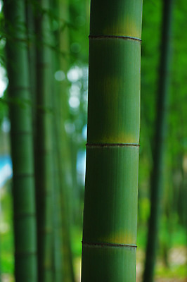 포토 JPG 주간 나무 해외풍경 백그라운드 자연 근접촬영 사람없음 야외 아웃포커스 초록색 일본 대나무 대나무숲 국내포토 자연요소 식물 해외 아시아 뷰포인트 컬러 촬영기법 풍경 숲 생태계 파일형식