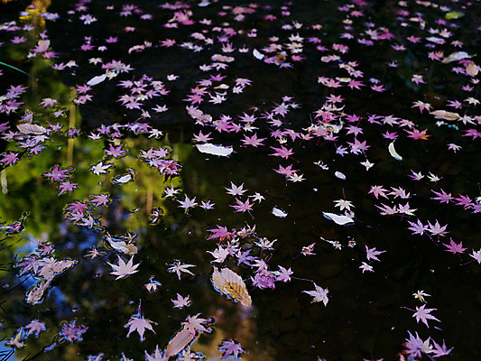 포토 JPG 주간 해외풍경 백그라운드 단풍 낙엽 자연 사람없음 야외 물 일본 가을 국내포토 자연요소 해외 계절 아시아 잎 풍경 생태계 파일형식