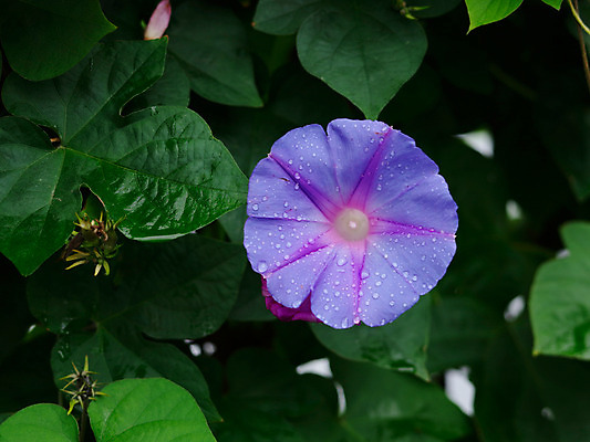 포토 JPG 주간 꽃 잎 한송이 자연 근접촬영 사람없음 야외 이슬 나팔꽃 국내포토 자연요소 식물 1 뷰포인트 생태계 송이 파일형식