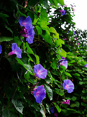 포토 JPG 주간 꽃 잎 자연 사람없음 야외 아웃포커스 나팔꽃 국내포토 자연요소 식물 촬영기법 생태계 파일형식