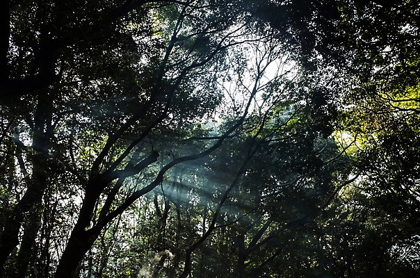 포토 JPG 주간 나무 해외풍경 자연 사람없음 야외 햇빛 일본 숲 나고야 국내포토 자연요소 식물 해외 아시아 풍경 태양 생태계 파일형식
