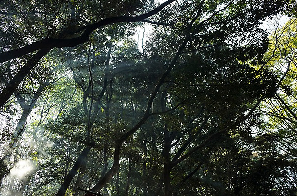 포토 JPG 주간 나무 해외풍경 자연 사람없음 야외 일본 숲 나고야 국내포토 자연요소 식물 해외 아시아 풍경 생태계 파일형식