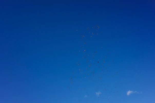 포토 JPG 주간 구름 해외풍경 여러마리 자연 조류 하늘 사람없음 야외 일본 새떼 기후현 국내포토 자연요소 동물 해외 아시아 다수 풍경 생태계 파일형식