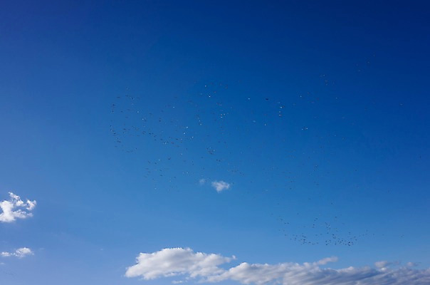 포토 JPG 주간 구름 해외풍경 여러마리 자연 조류 하늘 사람없음 야외 일본 새떼 기후현 국내포토 자연요소 동물 해외 아시아 다수 풍경 생태계 파일형식