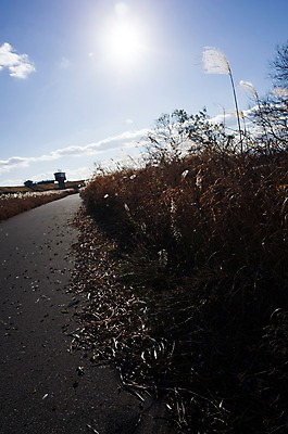 포토 JPG 주간 구름 해외풍경 길 하늘 갈대 사람없음 야외 햇빛 일본 기후현 국내포토 자연요소 식물 해외 아시아 풍경 태양 파일형식