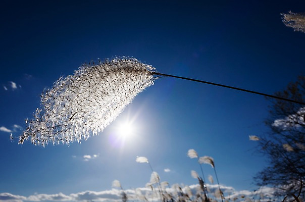 포토 JPG 주간 구름 해외풍경 하늘 갈대 사람없음 야외 아웃포커스 햇빛 일본 기후현 국내포토 자연요소 식물 해외 아시아 촬영기법 풍경 태양 파일형식