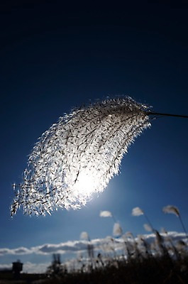 포토 JPG 주간 구름 해외풍경 하늘 갈대 사람없음 야외 아웃포커스 햇빛 일본 기후현 국내포토 자연요소 식물 해외 아시아 촬영기법 풍경 태양 파일형식