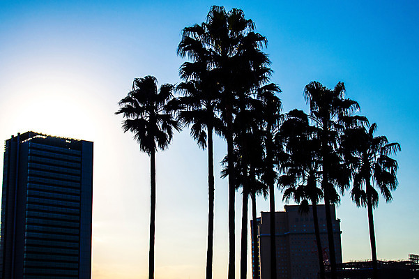 포토 JPG 주간 해외풍경 실루엣 하늘 빌딩 사람없음 야외 도시풍경 야자수 노을 일본 요코하마 국내포토 자연요소 나무 해외 아시아 촬영기법 풍경 건물 도시 파일형식