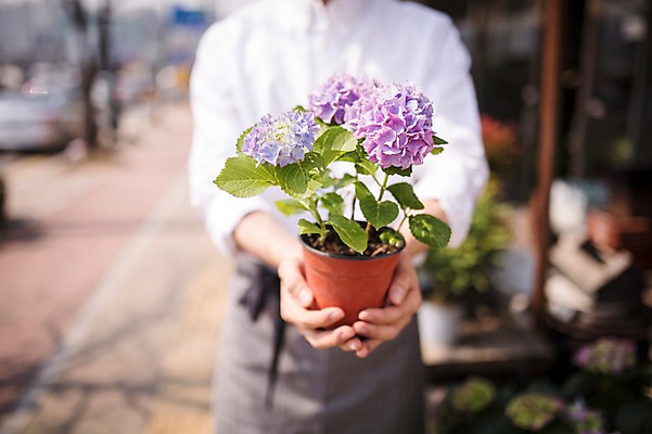 포토 JPG 주간 식물 손 남자 꽃 화분 한명 들기 20대 성인 야외 아웃포커스 신체부위 한국인 꽃집 취업준비생 아르바이트 성인남자한명만 비정규직 국내포토 자연요소 1 비즈니스 모션 촬영기법 사람 동양인 청년 상점 구직 남자한명만 성인남자만 파일형식