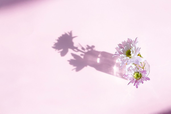 포토 JPG 꽃 컬러 백그라운드 조명 그림자 사람없음 빛 꽃병 공백 투명 국내포토 식물 파일형식