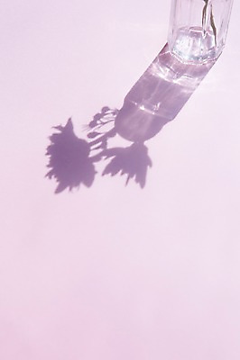 포토 JPG 꽃 컬러 백그라운드 조명 그림자 사람없음 빛 꽃병 공백 투명 국내포토 식물 파일형식