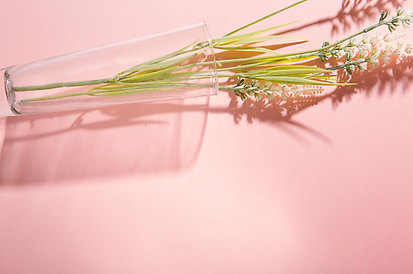 포토 JPG 꽃 컬러 백그라운드 조명 그림자 사람없음 빛 꽃병 공백 투명 국내포토 식물 파일형식