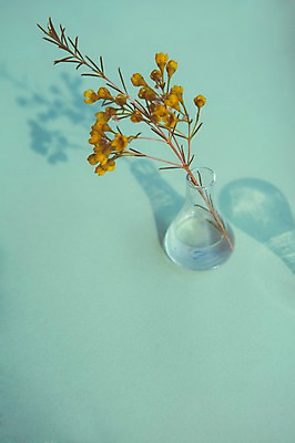 포토 JPG 꽃 컬러 백그라운드 조명 그림자 사람없음 빛 꽃병 공백 투명 국내포토 식물 파일형식