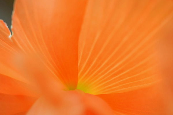 포토 JPG 꽃잎 꽃 백그라운드 자연 근접촬영 사람없음 아웃포커스 주황색 국내포토 식물 뷰포인트 컬러 촬영기법 생태계 파일형식