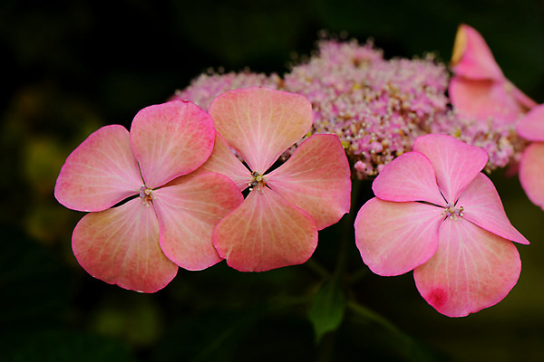 포토 JPG 주간 꽃 분홍색 자연 근접촬영 사람없음 야외 아웃포커스 수국 국내포토 자연요소 식물 뷰포인트 컬러 촬영기법 생태계 파일형식