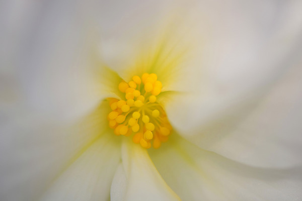 포토 JPG 꽃 백그라운드 자연 근접촬영 사람없음 아웃포커스 노란색 꽃술_꽃 국내포토 식물 뷰포인트 컬러 촬영기법 생태계 파일형식