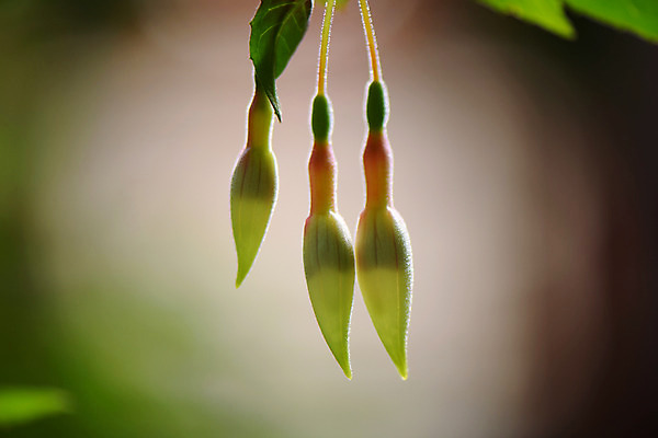 포토 JPG 주간 꽃 자연 근접촬영 사람없음 야외 아웃포커스 국내포토 자연요소 식물 뷰포인트 촬영기법 생태계 파일형식