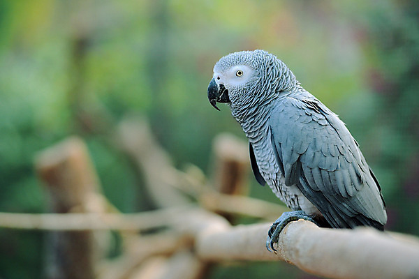 포토 JPG 주간 한마리 자연 사람없음 야외 아웃포커스 나뭇가지 앵무새 국내포토 자연요소 나무 1 조류 촬영기법 생태계 파일형식